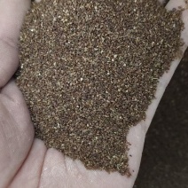 精品秦艽种子高标准发芽率致电***********