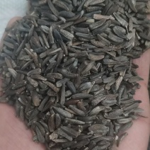 云木香纯新种子高标准发芽率。致电***********