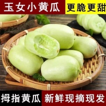 《一件代发》金童玉女小黄瓜水果黄瓜对接抖音视频号快手直播