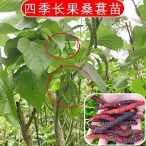 嫁接桑葚果树苗无籽大长果大桑苗当年结果南北方种植四季盆栽