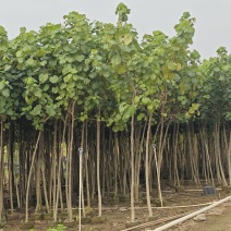 2603供应黄槿树苗2-5cm植树乡村绿化袋苗