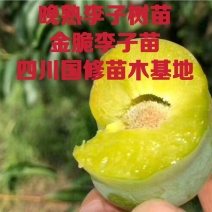 晚熟青脆李子苗清泉蜜脆李苗脆甜离核量大价优免费技术