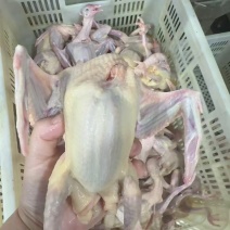 鸽子