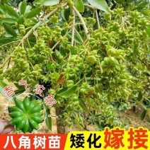 矮化大红八角罗马品种嫁接苗