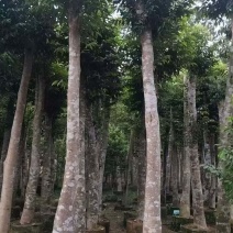 野生移植沉香树，品质优良，需要的老板联系