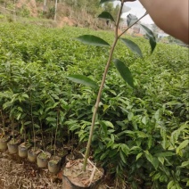 广东茂名优质沉香苗，需要的老板找我联系，量大优先