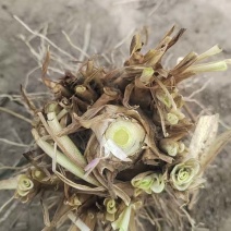 晚香玉种球