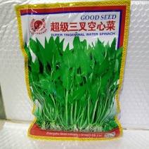 三叉空心菜种子叶片大梗粗淡青色旱地水地皆可种植基地用