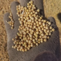 芽豆东庆28