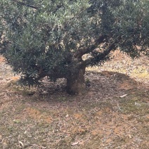 罗汉松盆景花园，主干16到20，基础压枝。可定做造型