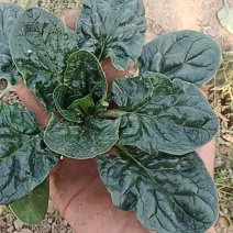 河南省淮阳区大连乡红根圆叶趴地波菜