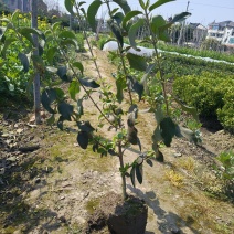 中华木绣球大毛球高度80一1m，基地有量，欢迎来订购。