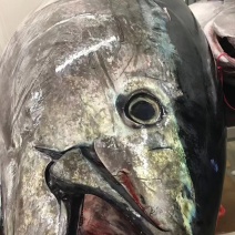 冰鲜蓝鳍