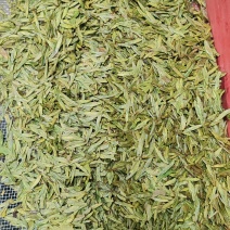 杭州西湖龙井茶