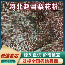 河北赵县梨花粉产地直发品质保证欢迎来电选购