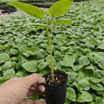 树番茄苗