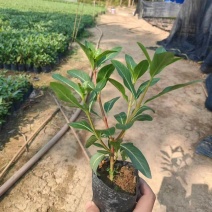 七斤袋长春花，大量出售