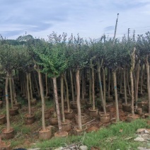 小叶紫薇3至10分大量出售