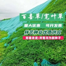 百喜草种子道路护坡水土保持牧草草籽公路堤坝绿化草坪种子