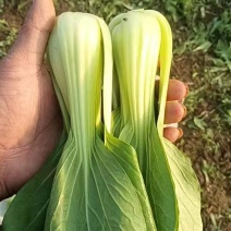 上海青【油菜】以质量求生存、以信誉求发展，可发全国