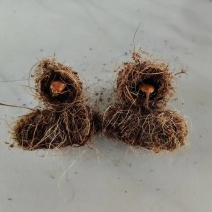 竹笋虫虫茧竹虫茧货量充足价格实惠量大从优