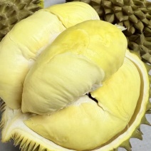 金枕榴莲一手货源，批发价格，坏果包赔