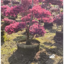 供应原生红继木造型，请联系面谈