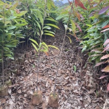 木荷杯苗