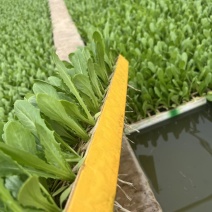 油麦菜苗四季油麦菜秧苗基地直供现拔现发