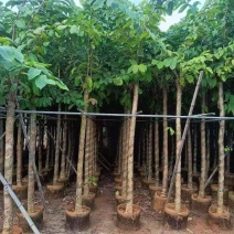 大叶紫薇5至12分大量出信