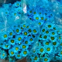 云南昆明市呈斗南鲜切花吸色小菊和大菊