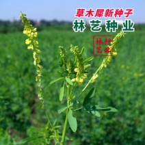 草木樨草木犀种子铁扫把黄花苜蓿种籽蜜源植物牧草型绿肥