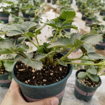 盆栽草莓