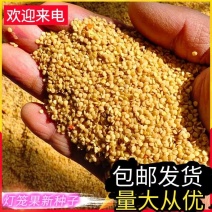 【灯笼果新种子】红姑娘苦姑娘内蒙古发货可包邮量大从优