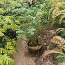 红绒球80~1米大量出售