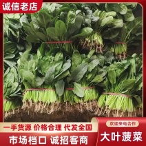 大叶菠菜新鲜鲜嫩山东产地直供大棚蔬菜量大批发