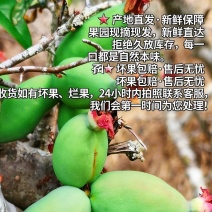 云南酸木瓜芽