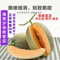 （晓蜜25哈密瓜）甘肃哈密瓜/对接果脯工厂市场批发