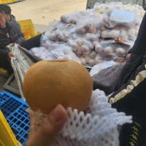 皇冠梨新高梨大鸭梨黄金梨元黄梨丰水梨红香酥梨秋月梨