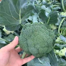 【西兰花苗】长势旺盛结球紧实苗场直销