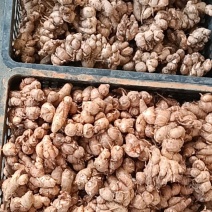 新鲜沙姜