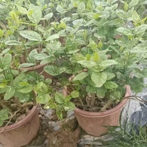 茉莉花苗杯苗/不带花苞/产地现挖现发/全国发货