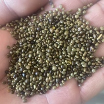新疆阿勒泰野生纯红皮甘草籽