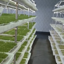 温州地区大量精品芽苗菜可以按要求种植定做规格