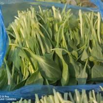 鸡毛菜欢迎大量批发。自家几十亩地种植