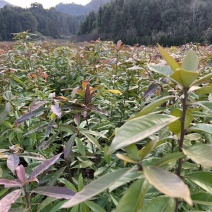 木荷苗自家基地种的没有中间商