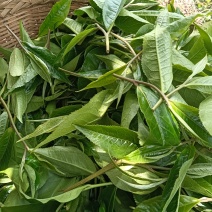 古树红茶