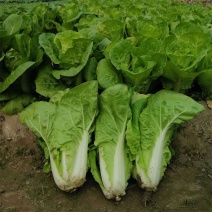 申萌烈火金刚快菜种子抗热耐湿无毛白菜种子小青菜种子