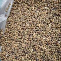 新疆红皮甘草籽