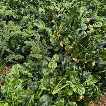 河南红根新鲜菠菜农家露天矮杆霜打菠菜青菜蔬菜健康美味